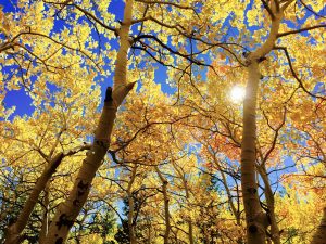 arbre-automne